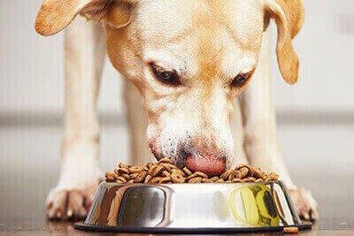 Confezioni di cibo per cani cibo per animali domestici